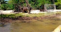 Blocos de Fazenda à Venda 325 mil has Estrutura Completa e Pista de pouso | Ilha de Marajó/ PA Blocos de Fazenda à Venda 325 mil has Estrutura Completa e Pista de pouso | Ilha de Marajó/ PA