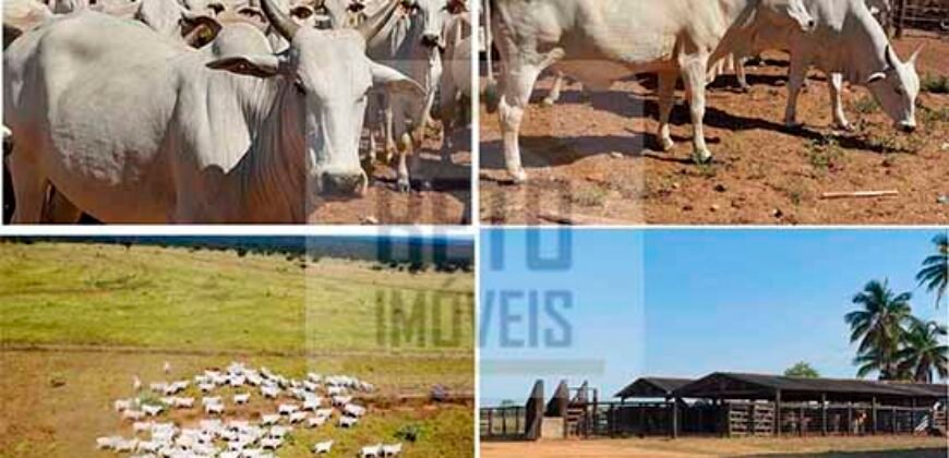 Ótima Fazenda 4.800 has com Toda Logística e infraestrutura na Área Mineira da Sudene | Buritizeiro/ MG