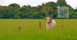 Oportunidade única! Fazenda excepcional área inicial de 1017 alqueires Infraestrutura Completa| Ourinhos/ SP Oportunidade única! Fazenda excepcional área inicial de 1017 alqueires Infraestrutura Completa| Ourinhos/ SP