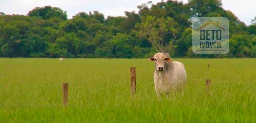 Oportunidade única! Fazenda excepcional área inicial de 1017 alqueires Infraestrutura Completa| Ourinhos/ SP Oportunidade única! Fazenda excepcional área inicial de 1017 alqueires Infraestrutura Completa| Ourinhos/ SP