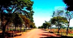 Oportunidade única! Fazenda excepcional área inicial de 1017 alqueires Infraestrutura Completa| Ourinhos/ SP Oportunidade única! Fazenda excepcional área inicial de 1017 alqueires Infraestrutura Completa| Ourinhos/ SP