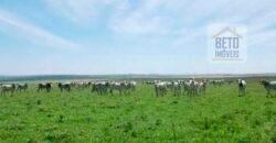 Oportunidade única! Fazenda excepcional área inicial de 1017 alqueires Infraestrutura Completa| Ourinhos/ SP Oportunidade única! Fazenda excepcional área inicial de 1017 alqueires Infraestrutura Completa| Ourinhos/ SP