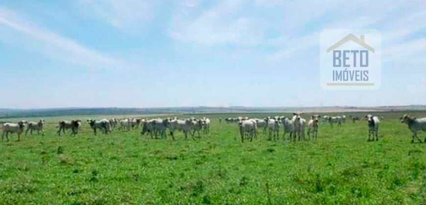 Oportunidade única! Fazenda excepcional área inicial de 1017 alqueires Infraestrutura Completa| Ourinhos/ SP Oportunidade única! Fazenda excepcional área inicial de 1017 alqueires Infraestrutura Completa| Ourinhos/ SP