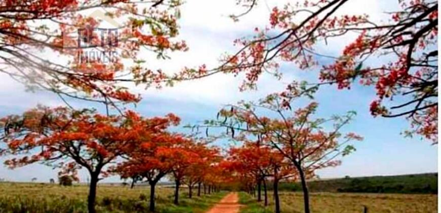 Oportunidade única! Fazenda excepcional área inicial de 1017 alqueires Infraestrutura Completa| Ourinhos/ SP Oportunidade única! Fazenda excepcional área inicial de 1017 alqueires Infraestrutura Completa| Ourinhos/ SP