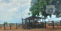 Oportunidade Única: Fazenda Excepcional 980 alqueires Pista de pouso em Tocantins