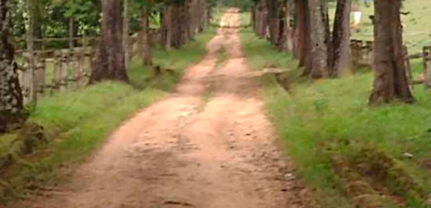 Oportunida Única: Fazenda de Café 1.535 hectares Estrutura completa Lavoura e Pecuária | Patrocínio/ MG Oportunida Única: Fazenda de Café 1.535 hectares Estrutura completa Lavoura e Pecuária | Patrocínio/ MG