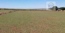 Ótimo Investimento! Fazenda 1.000 alqueires Pecuária e Lavoura Casa sede de primeira c/ piscina | Ourinhos/ SP