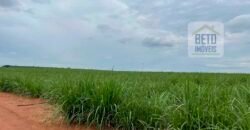 Fazenda de Cana-de-açúcar à Venda 215 alqueires Contrato com a Usina São Martinho | Araraquara/ SP