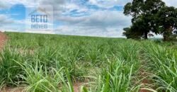 Fazenda de Cana-de-açúcar à Venda 215 alqueires Contrato com a Usina São Martinho | Araraquara/ SP