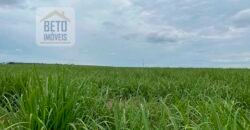 Fazenda de Cana-de-açúcar à Venda 215 alqueires Contrato com a Usina São Martinho | Araraquara/ SP