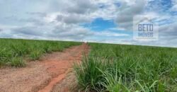 Fazenda de Cana-de-açúcar à Venda 215 alqueires Contrato com a Usina São Martinho | Araraquara/ SP