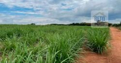 Fazenda de Cana-de-açúcar à Venda 215 alqueires Contrato com a Usina São Martinho | Araraquara/ SP