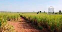 Oportunidade Única: Fazenda Arrendada de Cana 1.689 hectares Toda Completa | Teodoro Sampaio/ SP