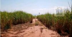 Oportunidade Única: Fazenda Arrendada de Cana 1.689 hectares Toda Completa | Teodoro Sampaio/ SP