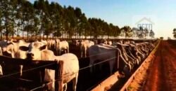 Fazenda à Venda com 2.044 alqueires plantio de cana Toda infraestrutura | São Paulo Fazenda à Venda com 2.044 alqueires plantio de cana Toda infraestrutura | São Paulo