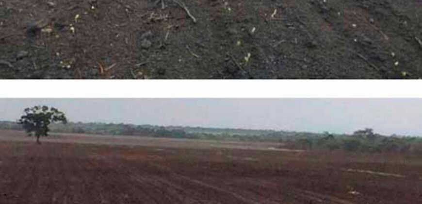 Oportunidade Excepcional! Fazenda com Dupla Aptidão 17.125 Has Porteira fechada 9.725 cabeças de gado | Região de Tocantins