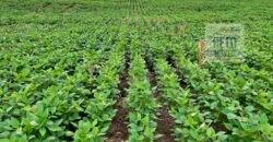 Oportunidade Excepcional! Fazenda com Dupla Aptidão 17.125 Has Porteira fechada 9.725 cabeças de gado | Região de Tocantins