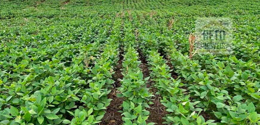 Oportunidade Excepcional! Fazenda com Dupla Aptidão 17.125 Has Porteira fechada 9.725 cabeças de gado | Região de Tocantins