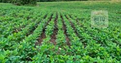 Oportunidade Excepcional! Fazenda com Dupla Aptidão 17.125 Has Porteira fechada 9.725 cabeças de gado | Região de Tocantins