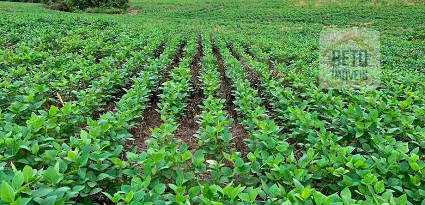 Oportunidade Excepcional! Fazenda com Dupla Aptidão 17.125 Has Porteira fechada 9.725 cabeças de gado | Região de Tocantins