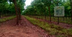 Oportunidade Excepcional! Fazenda com Dupla Aptidão 17.125 Has Porteira fechada 9.725 cabeças de gado | Região de Tocantins