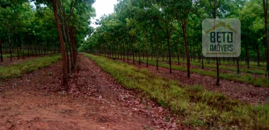 Oportunidade Excepcional! Fazenda com Dupla Aptidão 17.125 Has Porteira fechada 9.725 cabeças de gado | Região de Tocantins