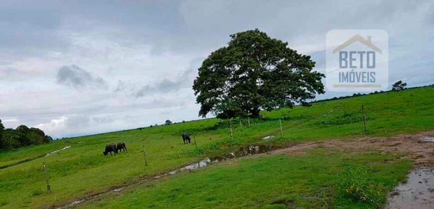 Oportunidade Única: Fazenda de Criação de Búfalos com 30.000 hectares | Chaves, Ilha de Marajó/ PA Oportunidade Única: Fazenda de Criação de Búfalos com 30.000 hectares | Chaves, Ilha de Marajó/ PA