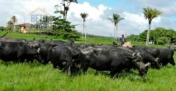 Oportunidade Única: Fazenda de Criação de Búfalos com 30.000 hectares | Chaves, Ilha de Marajó/ PA Oportunidade Única: Fazenda de Criação de Búfalos com 30.000 hectares | Chaves, Ilha de Marajó/ PA