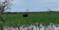Oportunidade Única: Fazenda de Criação de Búfalos com 30.000 hectares | Chaves, Ilha de Marajó/ PA Oportunidade Única: Fazenda de Criação de Búfalos com 30.000 hectares | Chaves, Ilha de Marajó/ PA