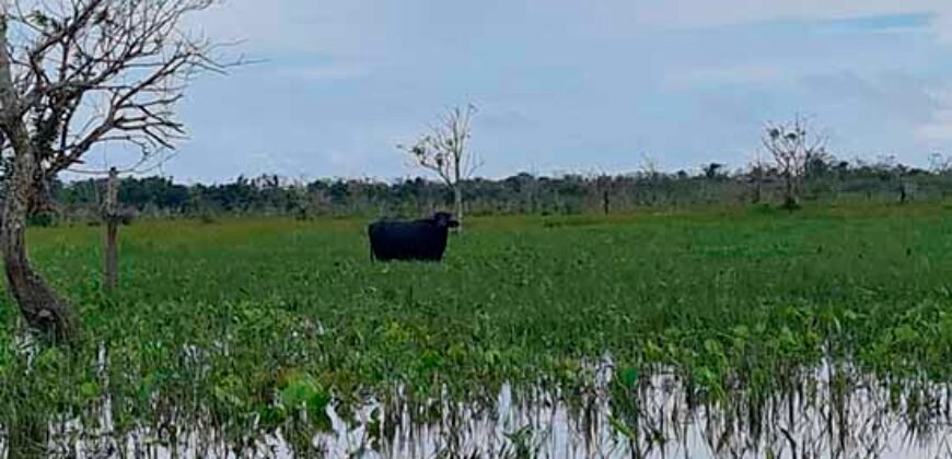 Oportunidade Única: Fazenda de Criação de Búfalos com 30.000 hectares | Chaves, Ilha de Marajó/ PA Oportunidade Única: Fazenda de Criação de Búfalos com 30.000 hectares | Chaves, Ilha de Marajó/ PA
