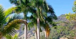 Oportunidade de Lazer: Sítio de 7 Alqueires com piscina e parquinhos | Frade, Macaé/ RJ Oportunidade de Lazer: Sítio de 7 Alqueires com piscina e parquinhos | Frade, Macaé/ RJ