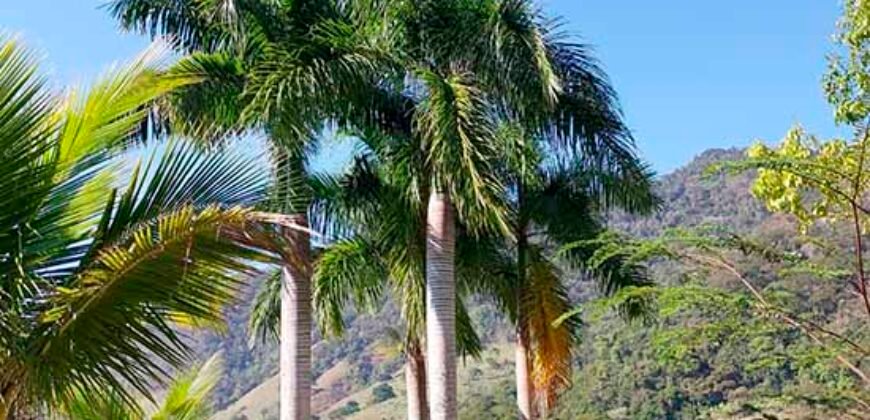 Oportunidade de Lazer: Sítio de 7 Alqueires com piscina e parquinhos | Frade, Macaé/ RJ Oportunidade de Lazer: Sítio de 7 Alqueires com piscina e parquinhos | Frade, Macaé/ RJ