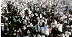 Oportunidade Única: Fazenda de Dupla Aptidão com Fábrica de Biodiesel e Pista de pouso | Nova Mutum/ MT