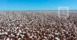 Oportunidade Única: Fazenda de Dupla Aptidão com Fábrica de Biodiesel e Pista de pouso | Nova Mutum/ MT