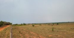 Fazenda com Pasto e Lavoura à Venda 11.374 hectares Rica em Água | São Félix do Xingu/ MT