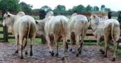 Oportunidade Única: Fazenda Dupla Aptidão 1.033 alqueires Rica em recursos hídricos | Peixes/ TO