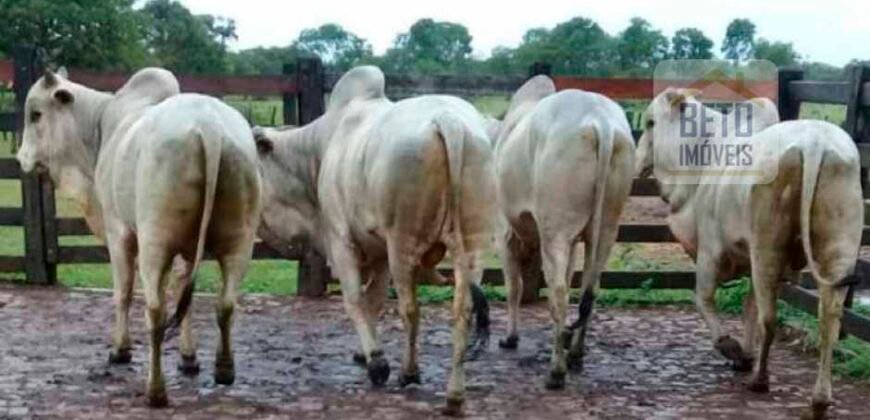 Oportunidade Única: Fazenda Dupla Aptidão 1.033 alqueires Rica em recursos hídricos | Peixes/ TO