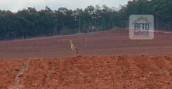 Fazenda Produtiva à Venda 1.100 Alqueires com benfeitorias e toda irrigada com as próprias nascentes | Reg. Rio Preto/ SP
