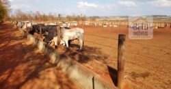 Fazenda à Venda 938 hectares Lavoura e Pecuária Com toda infraestrutura e barragem | Uberlândia/ MG