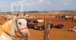 Fazenda à Venda 938 hectares Lavoura e Pecuária Com toda infraestrutura e barragem | Uberlândia/ MG