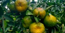 Fazenda de Laranja e Cana com 176,15 alqueires Rica em água com 2 represas | Araraquara/ SP