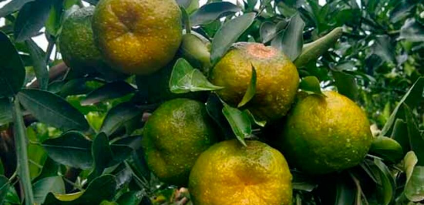 Fazenda de Laranja e Cana com 176,15 alqueires Rica em água com 2 represas | Araraquara/ SP