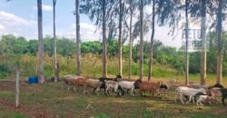 Fazenda de Laranja e Cana com 176,15 alqueires Rica em água com 2 represas | Araraquara/ SP