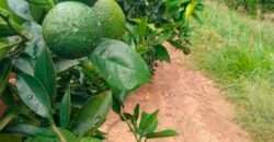 Fazenda de Laranja e Cana com 176,15 alqueires Rica em água com 2 represas | Araraquara/ SP