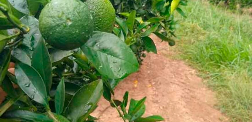 Fazenda de Laranja e Cana com 176,15 alqueires Rica em água com 2 represas | Araraquara/ SP