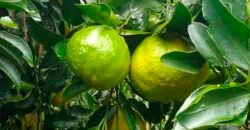 Fazenda de Laranja e Cana com 176,15 alqueires Rica em água com 2 represas | Araraquara/ SP