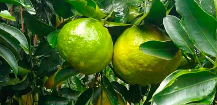 Fazenda de Laranja e Cana com 176,15 alqueires Rica em água com 2 represas | Araraquara/ SP