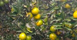 Fazenda de Laranja e Cana com 176,15 alqueires Rica em água com 2 represas | Araraquara/ SP