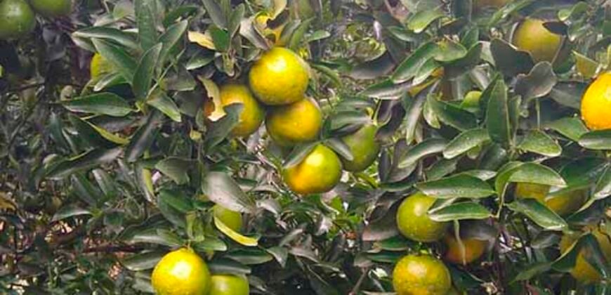 Fazenda de Laranja e Cana com 176,15 alqueires Rica em água com 2 represas | Araraquara/ SP