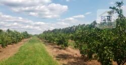 Fazenda de Laranja e Cana com 176,15 alqueires Rica em água com 2 represas | Araraquara/ SP